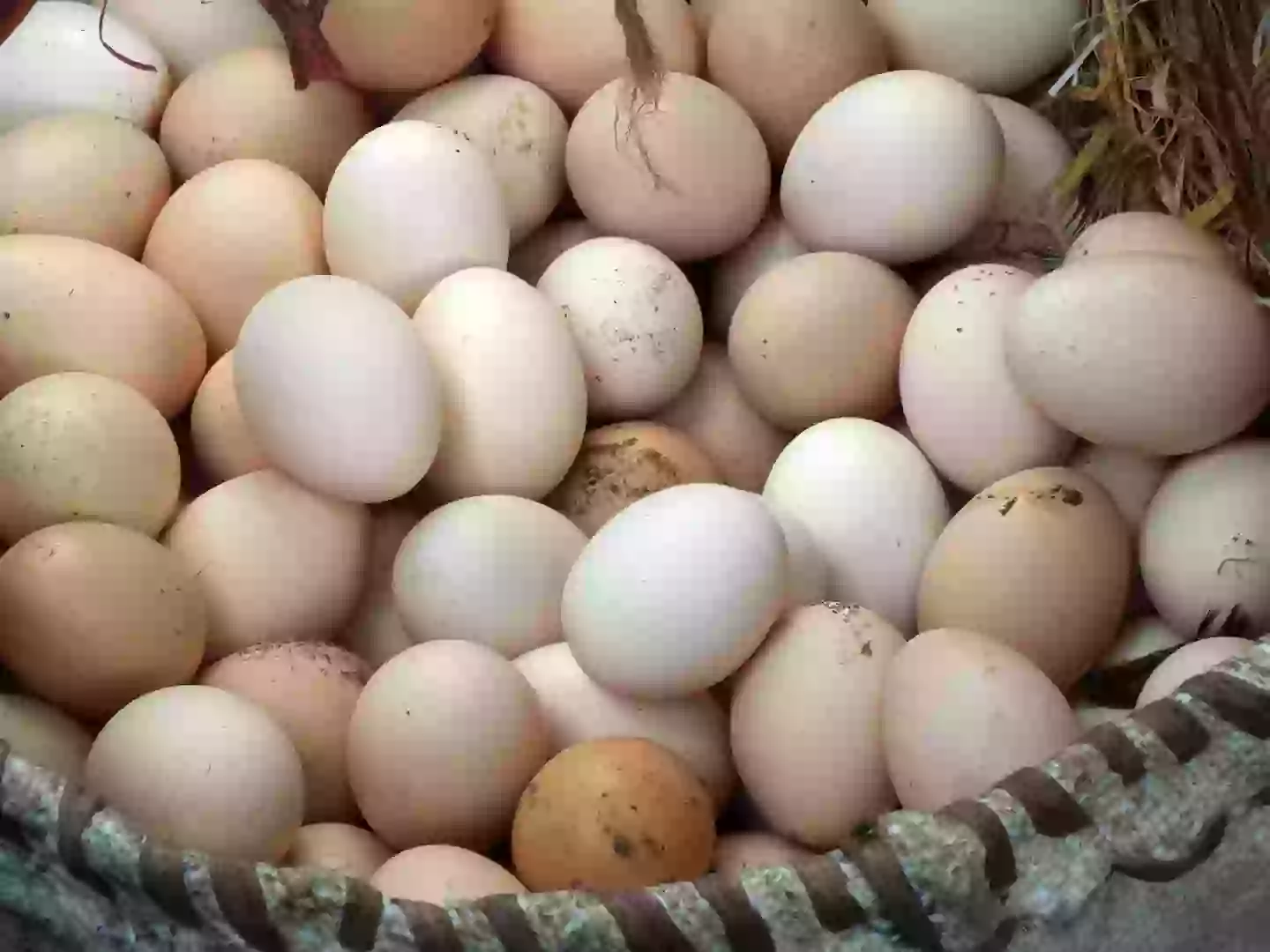 "Give me all the eggs you have and then call me again once your chickens have laid more." (Getty Stock Photo)