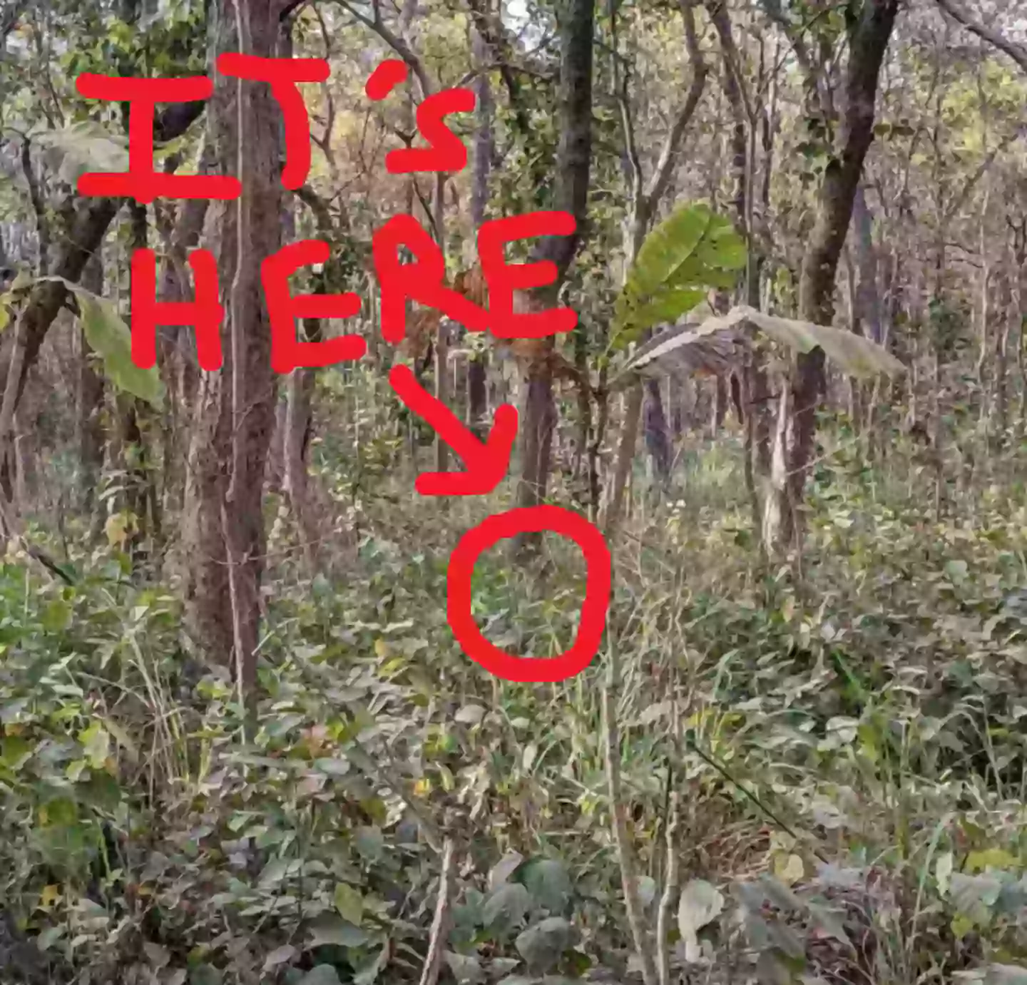 You have a high IQ if you can spot hidden tiger in jungle photo in just 12 seconds 2 The solution to this brainteaser, not that you needed it you clever-clogs. (Reddit)