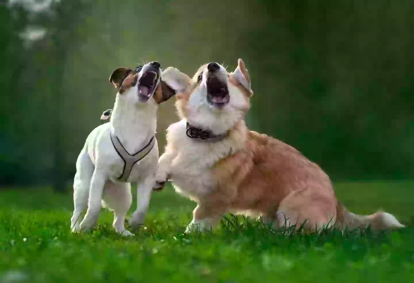 What are they talking about? (Getty stock images)