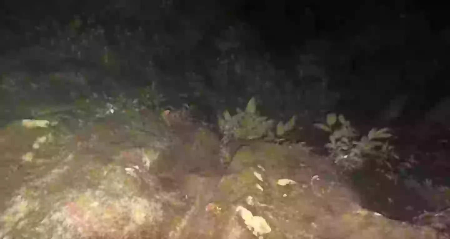 A photo taken on the camera at night while using the flash (TVN2)