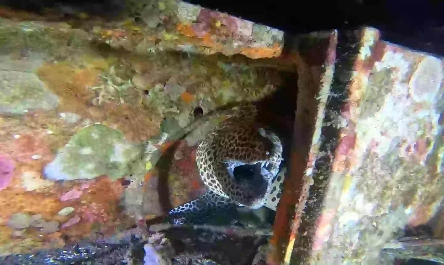 People were left stunned when a honeycomb moray eel emerged from the wreckage (YouTube/barnydillarstone)
