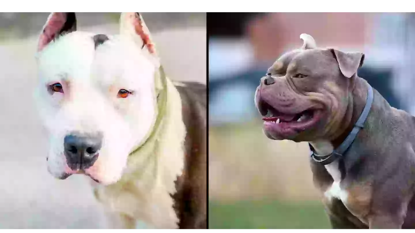 What will happen if you’re caught with XL Bully after UK announces dog ban