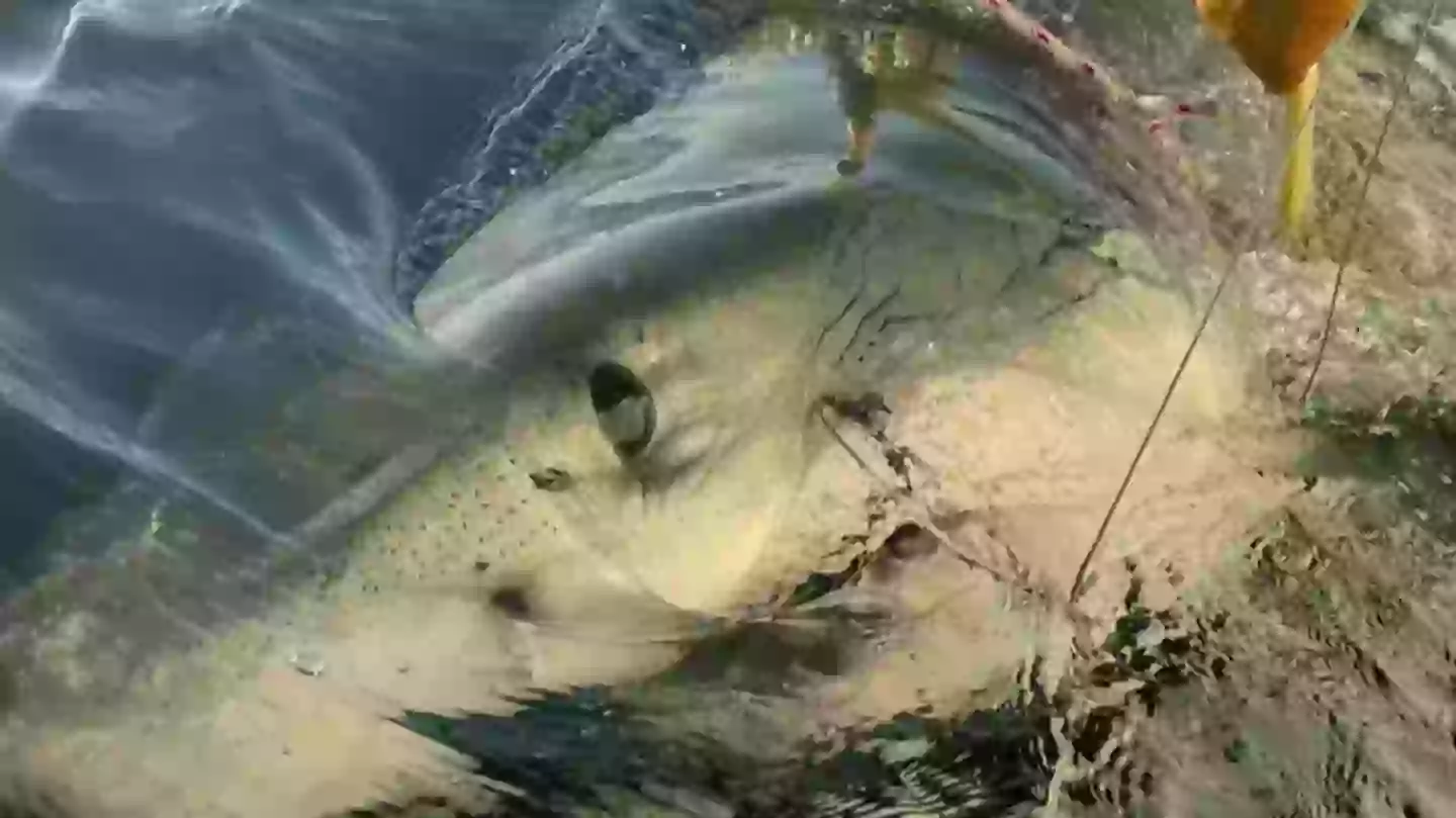 The shark's a whopper. (OCEARCH)