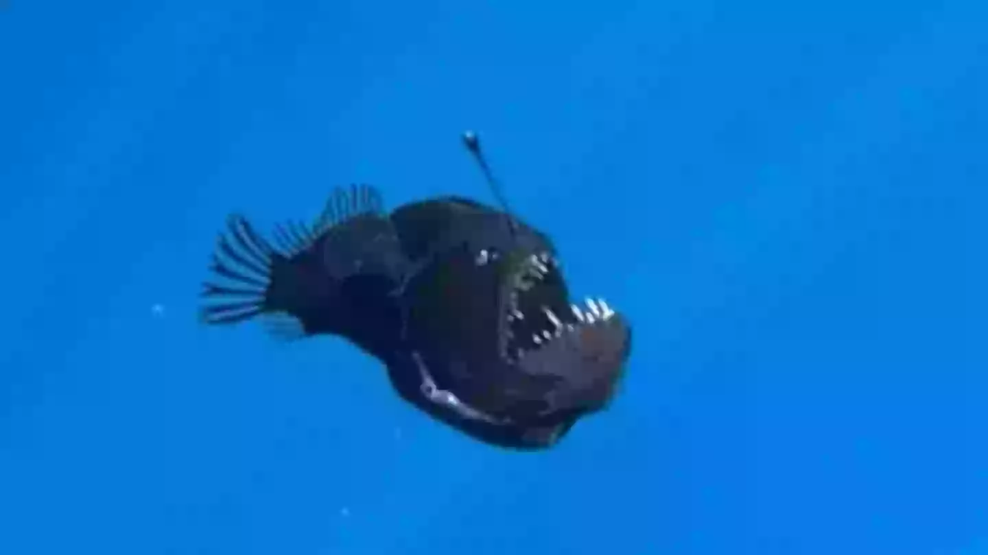 Marine expert reveals truth behind terrifying 'demon fish' caught on film