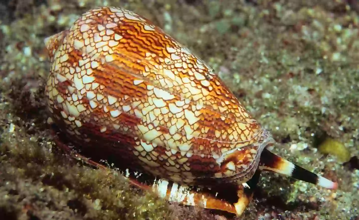 Textile cone snails might look pretty, but they're very dangerous (Getty Stock Photo)