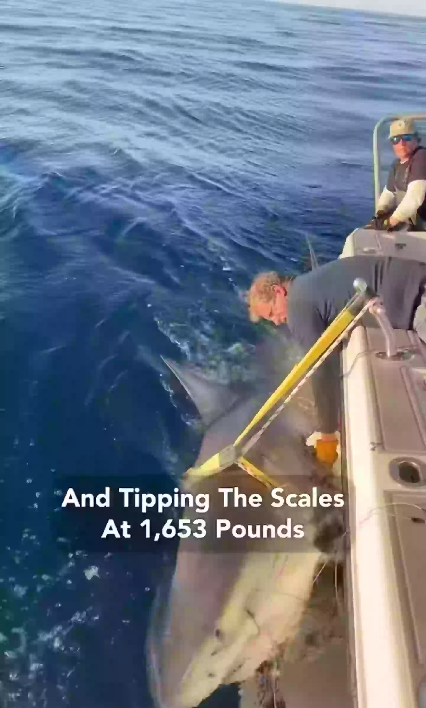 Contender is a whopper (OCEARCH)