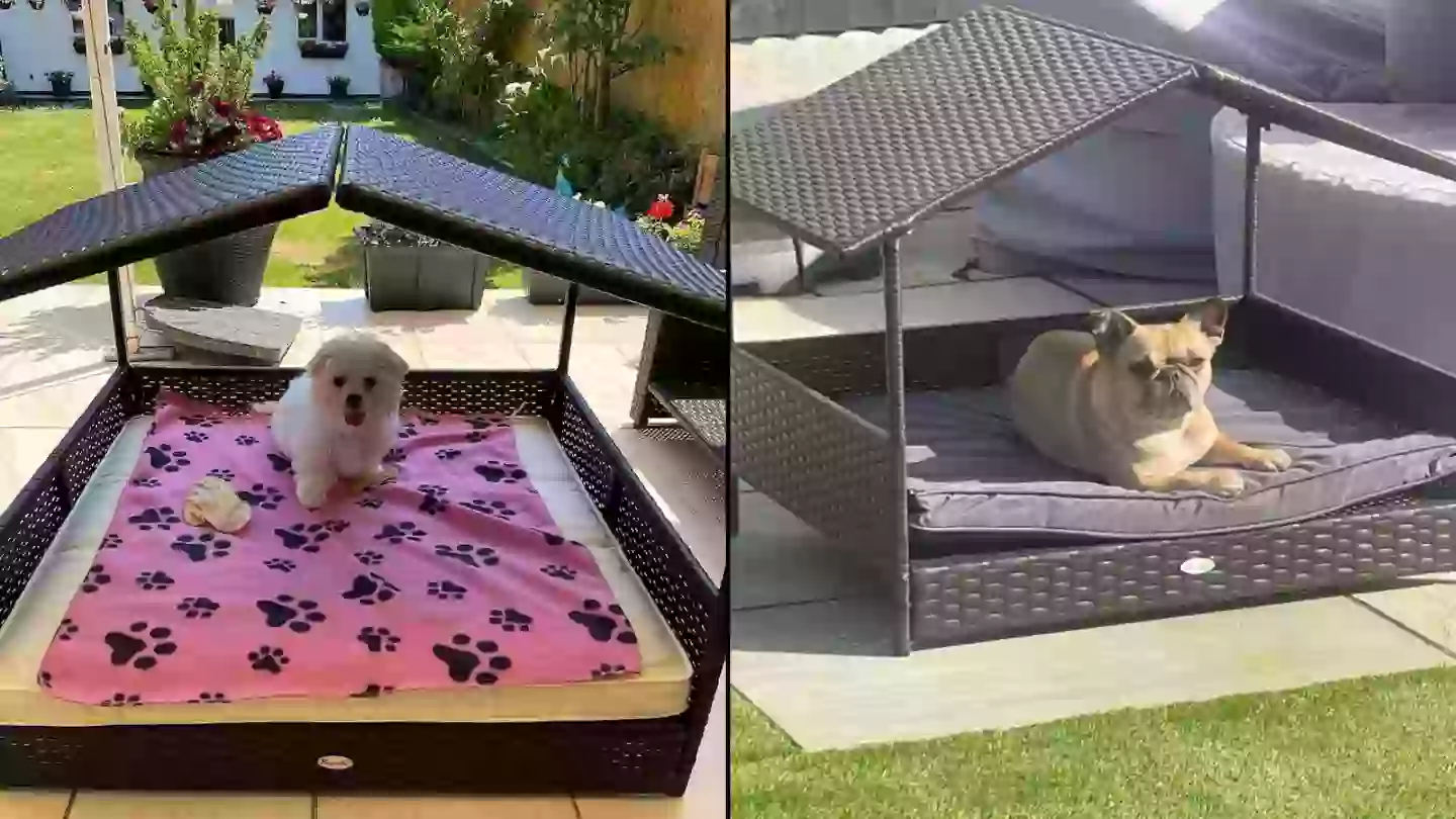 Dog sun bed with rave reviews slashed by £50 in time for bank holiday weekend