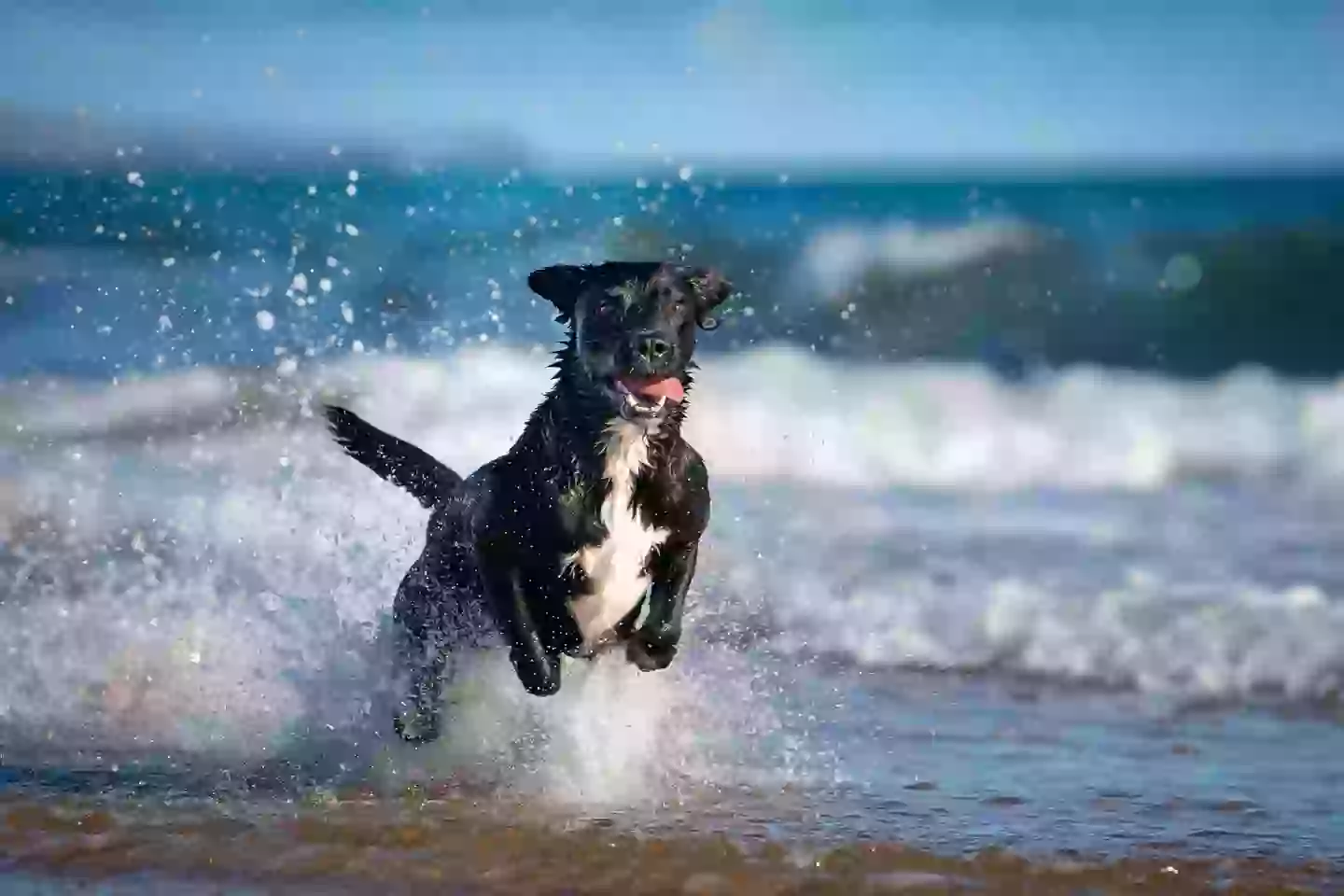 A pill that would make your dog live longer? (Getty Stock Photo)