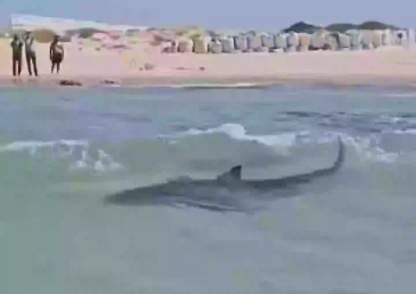 Footage captured the underwater predator stalking the shore of Olga Beach before it attacked (X)