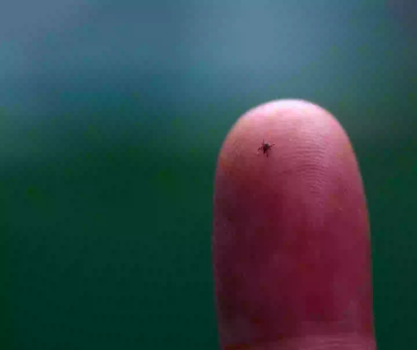 Ticks are tiny, but if you spot one you should swat it away (Getty Stock Photo)