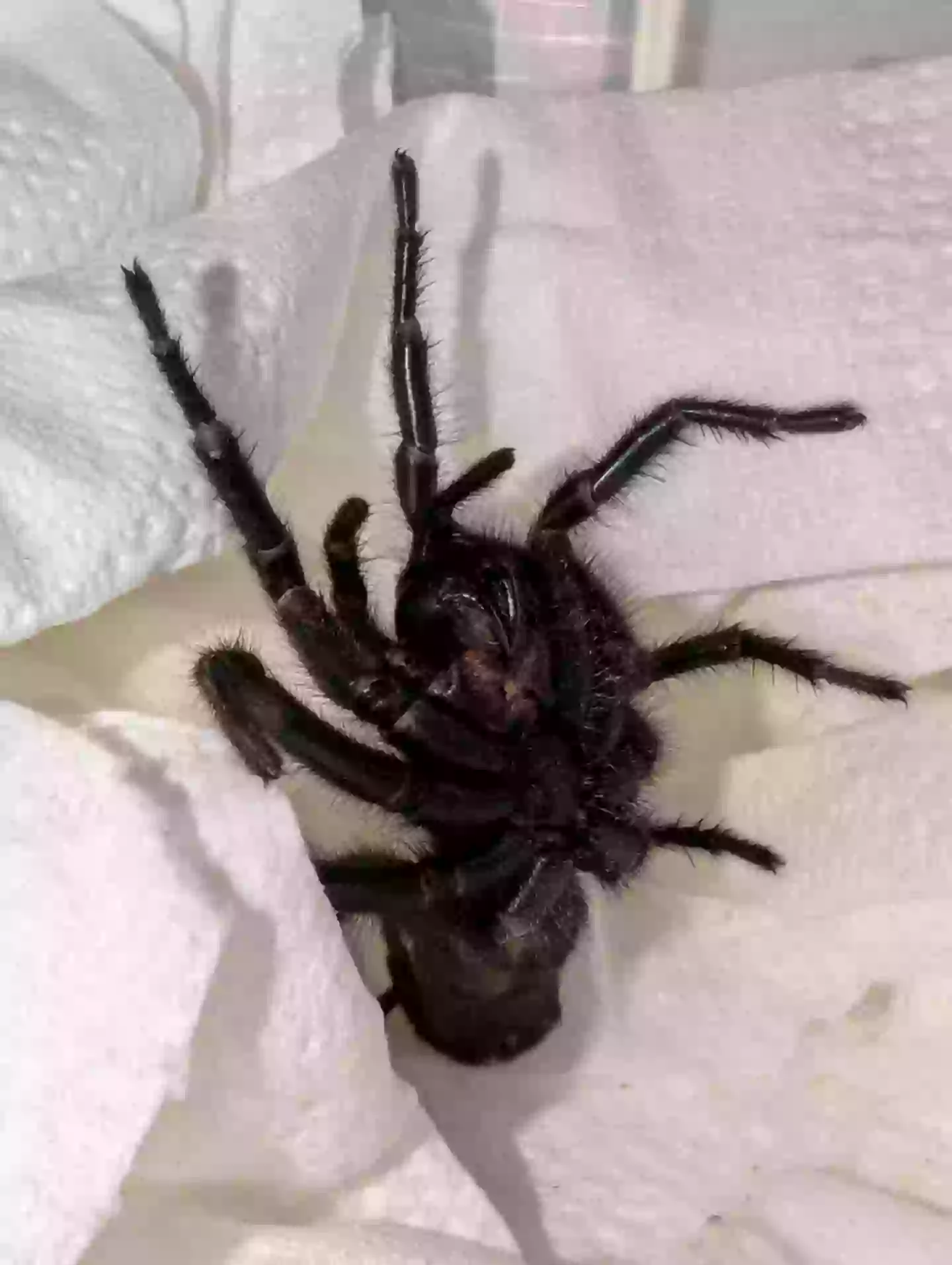 It's absolutely huge (Pen News)