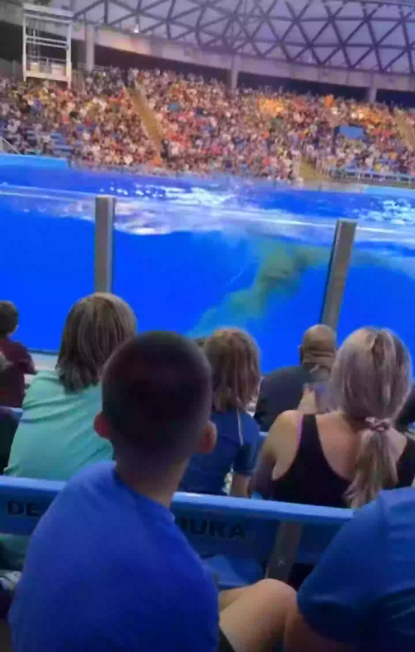 The killer whale left a little present for guests (Storyful)