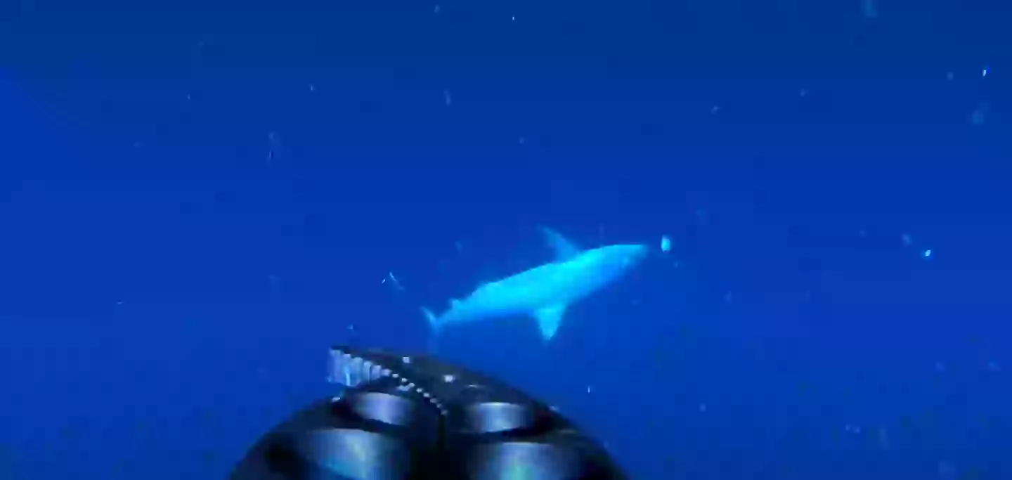 He looks friendly. Maybe we should get closer... (YouTube/Will Mitchell)