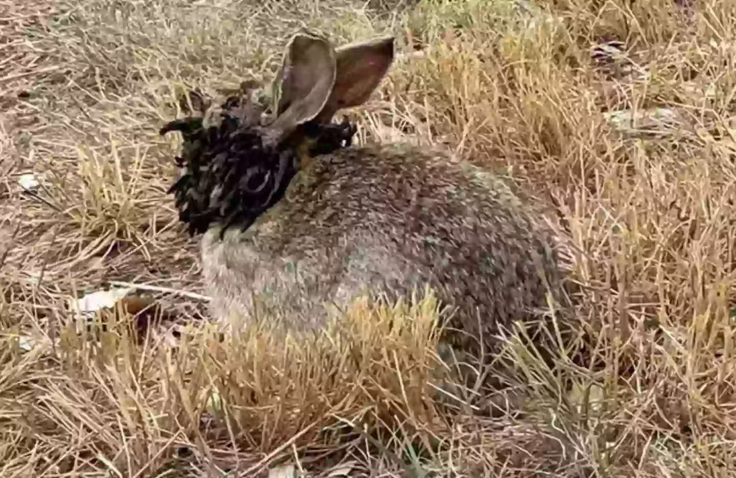 People have been left horrified over the sight of the infected rabbits in Colorado (Reddit)