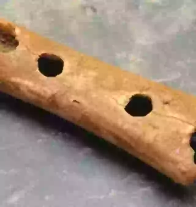 Praistoric Instruments Sound of world’s oldest instrument made by a neanderthal is truly haunting