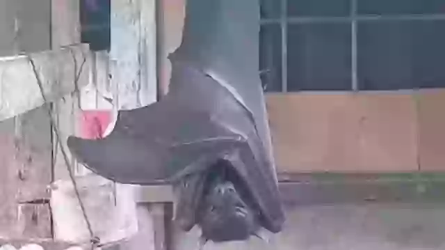 Giant Bat Java Photo of giant ‘human-sized bat’ isn’t actually fake