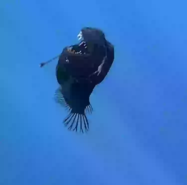 Marine expert reveals truth behind terrifying 'demon fish' caught on film