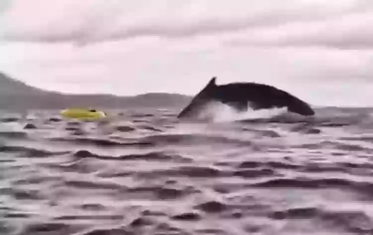 Dad records terrifying footage of his son being swallowed whole by whale