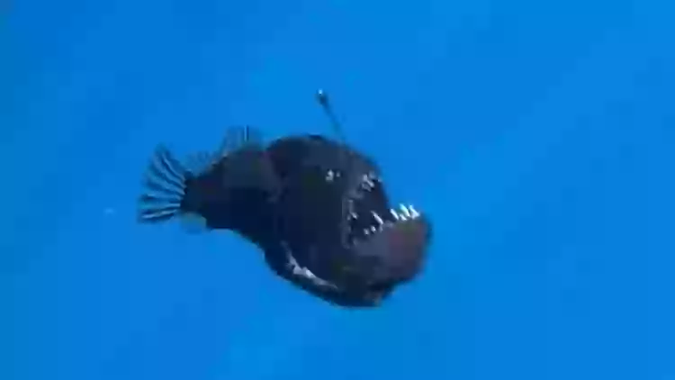 Devil Looking Fish Marine expert reveals truth behind terrifying 'demon fish' caught on film