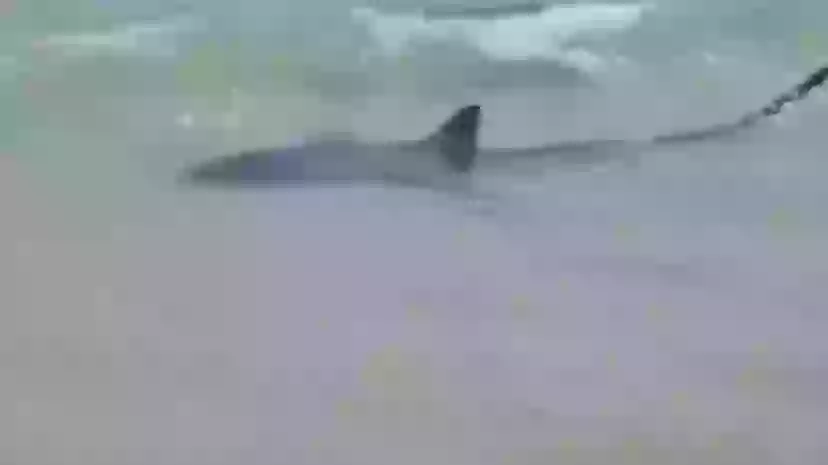 When did the first tsunami hit When did the first tsunami hit