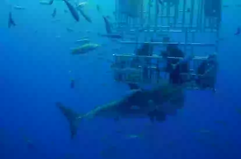 Mystery As World’s Deadliest Beach Exploded With Fatal Shark Attacks ...