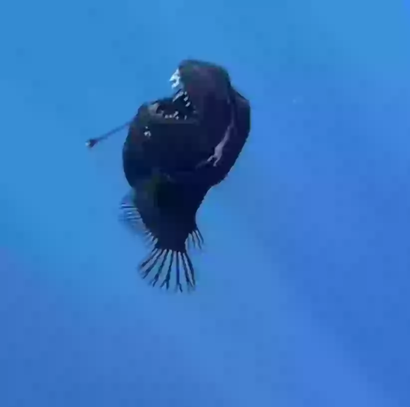 Marine expert reveals truth behind terrifying 'demon fish' caught on film