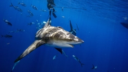 Find more about 'Rare' double shark attack leaves woman dead and man critically injured