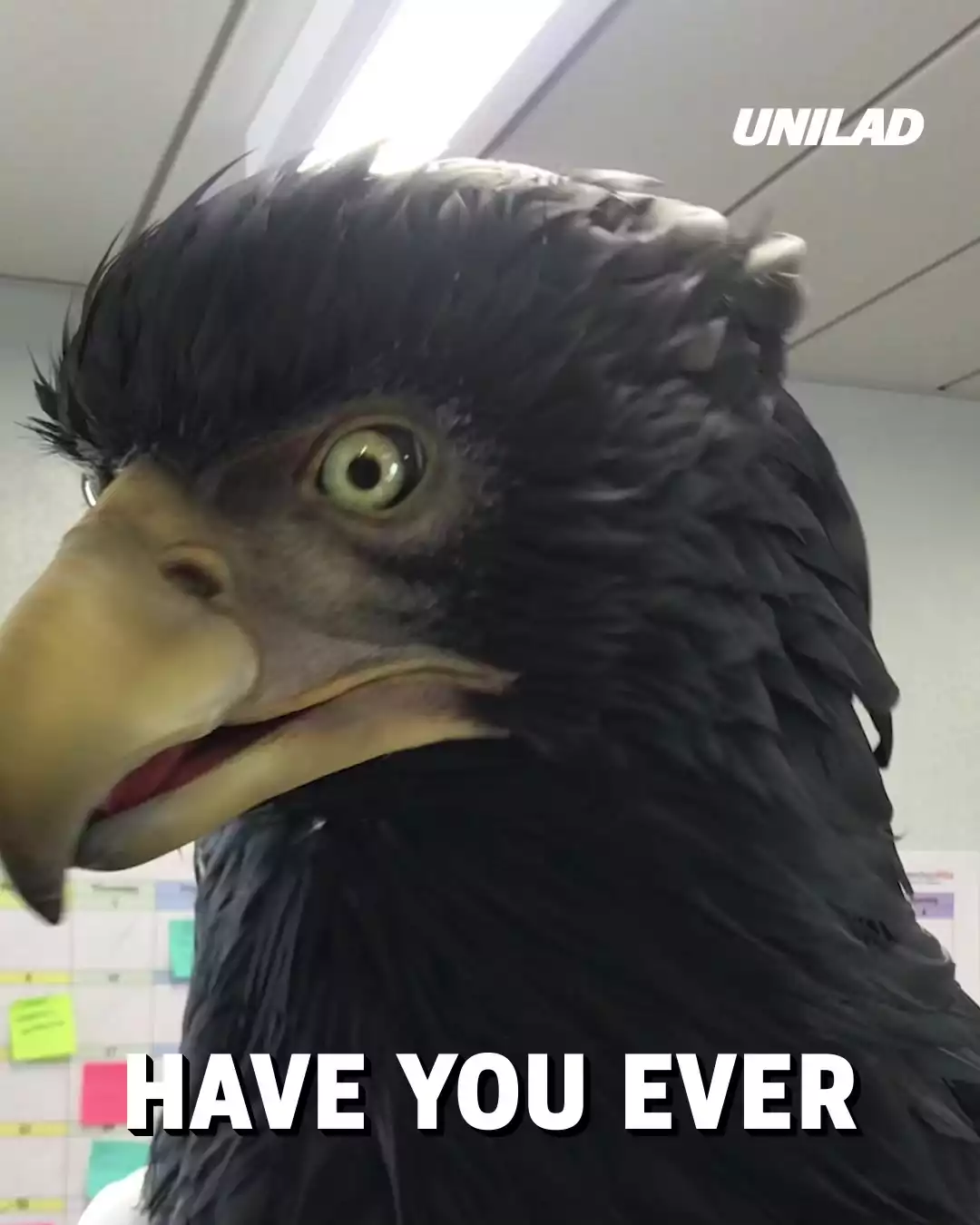 Incredible animatronic Eagle costume