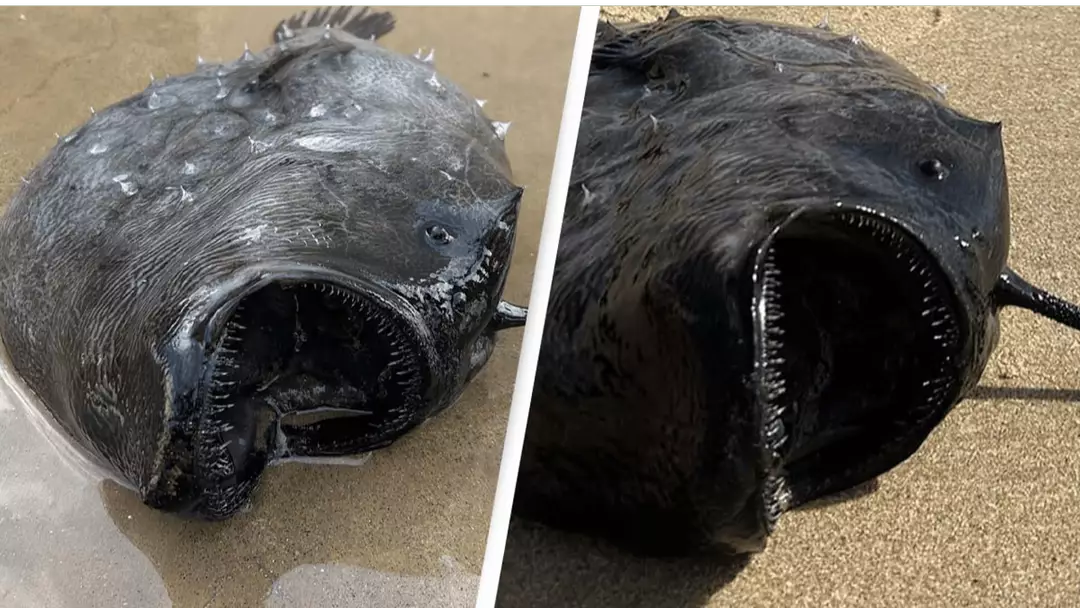 Washed Up Rotten Fish Mysterious fish that lives deep in the ocean washes up intact on ...