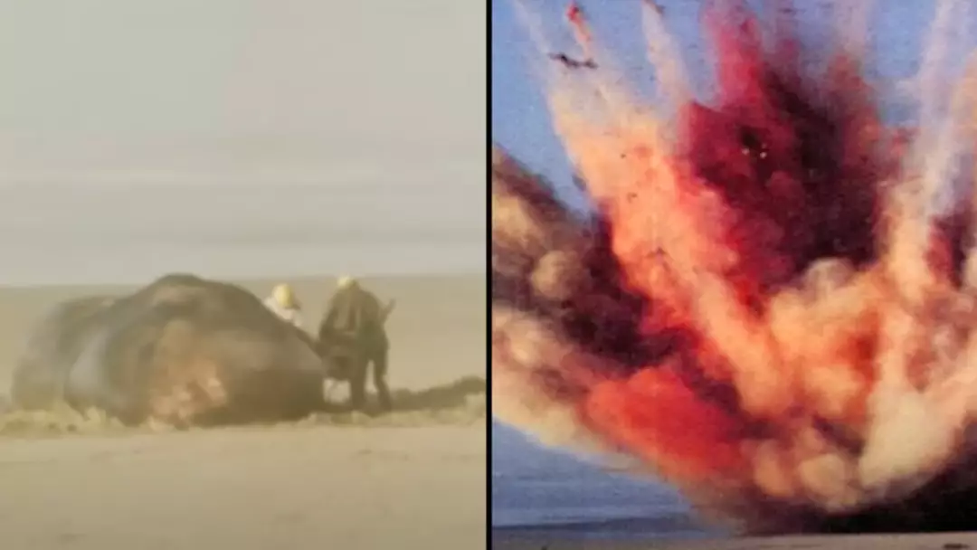 Exploding whale incident is still one of the craziest spectacles ever ...