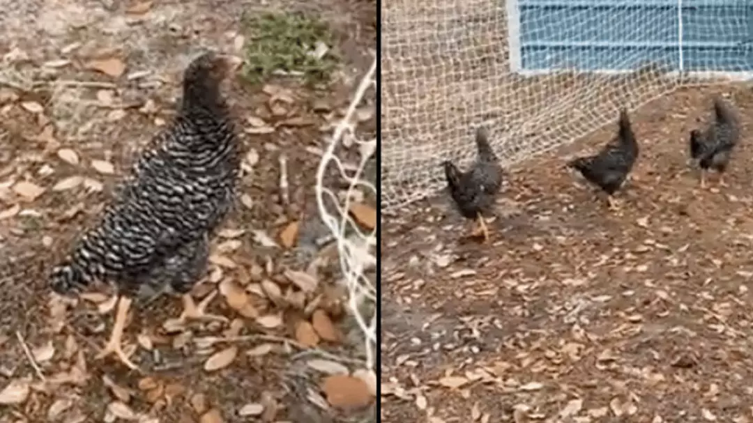 People convinced there’s a ‘glitch in the matrix’ after spotting ...