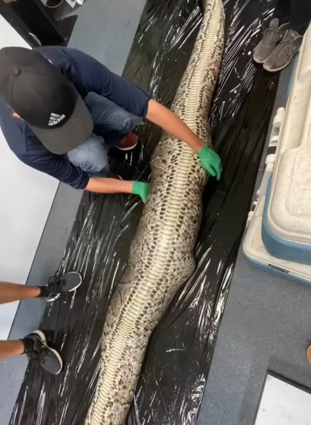 Whole 5-foot alligator found inside Burmese python