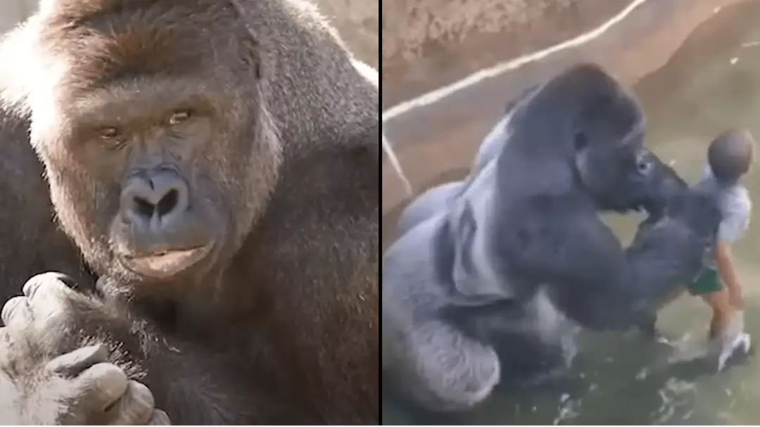 Harambe Rizz New Harambe documentary shows unreleased photos and videos of the ...