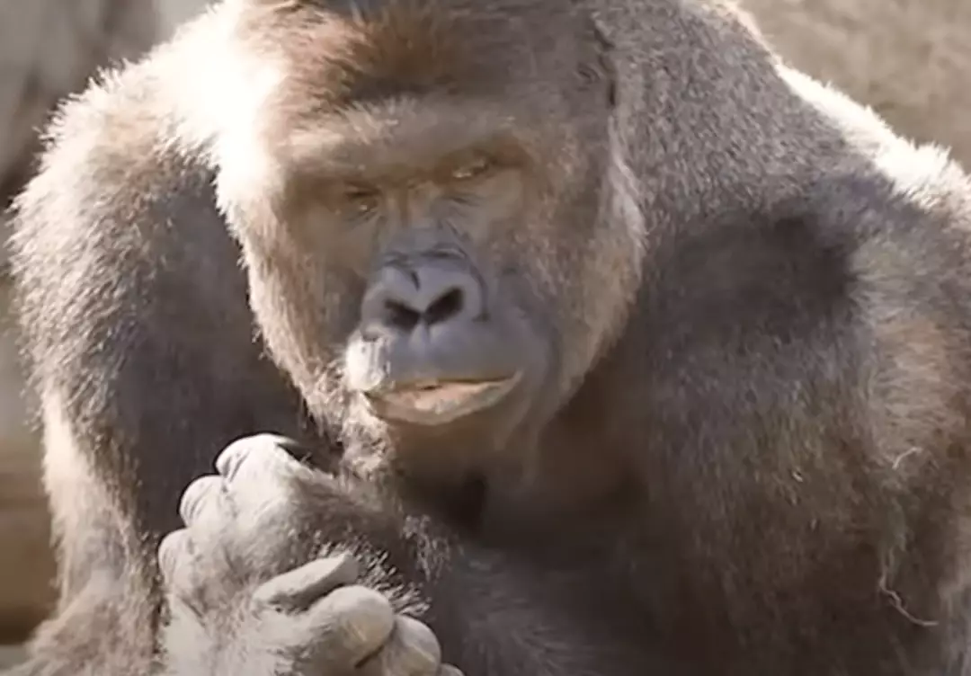 Harambe Rizz New Harambe documentary shows unreleased photos and videos of the ...