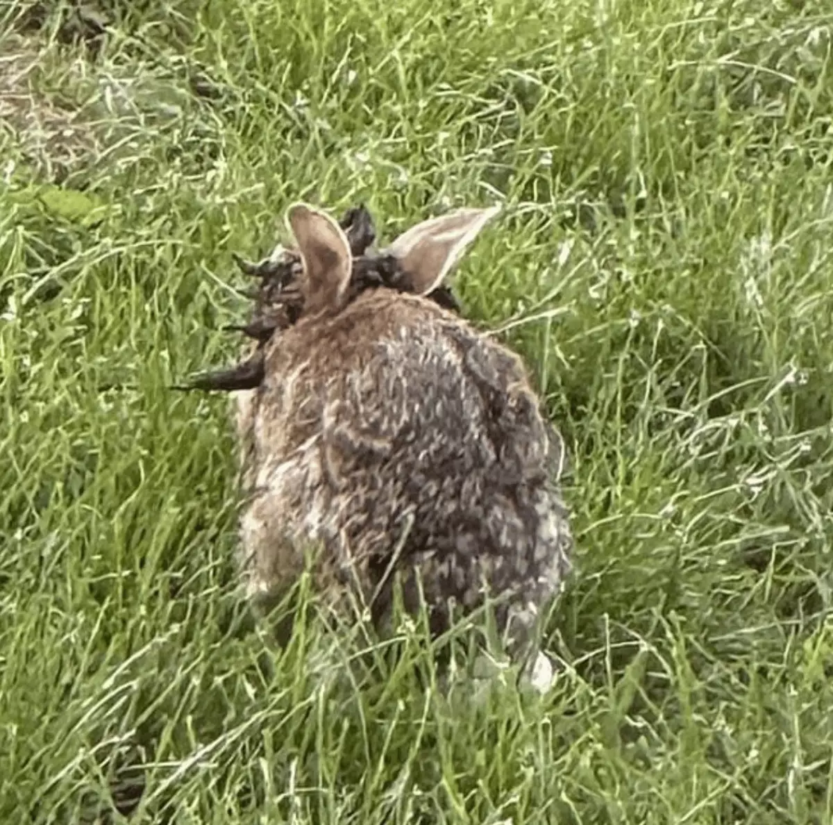 Expert reveals why there’s ‘zombie rabbits’ in US after viral photo ...