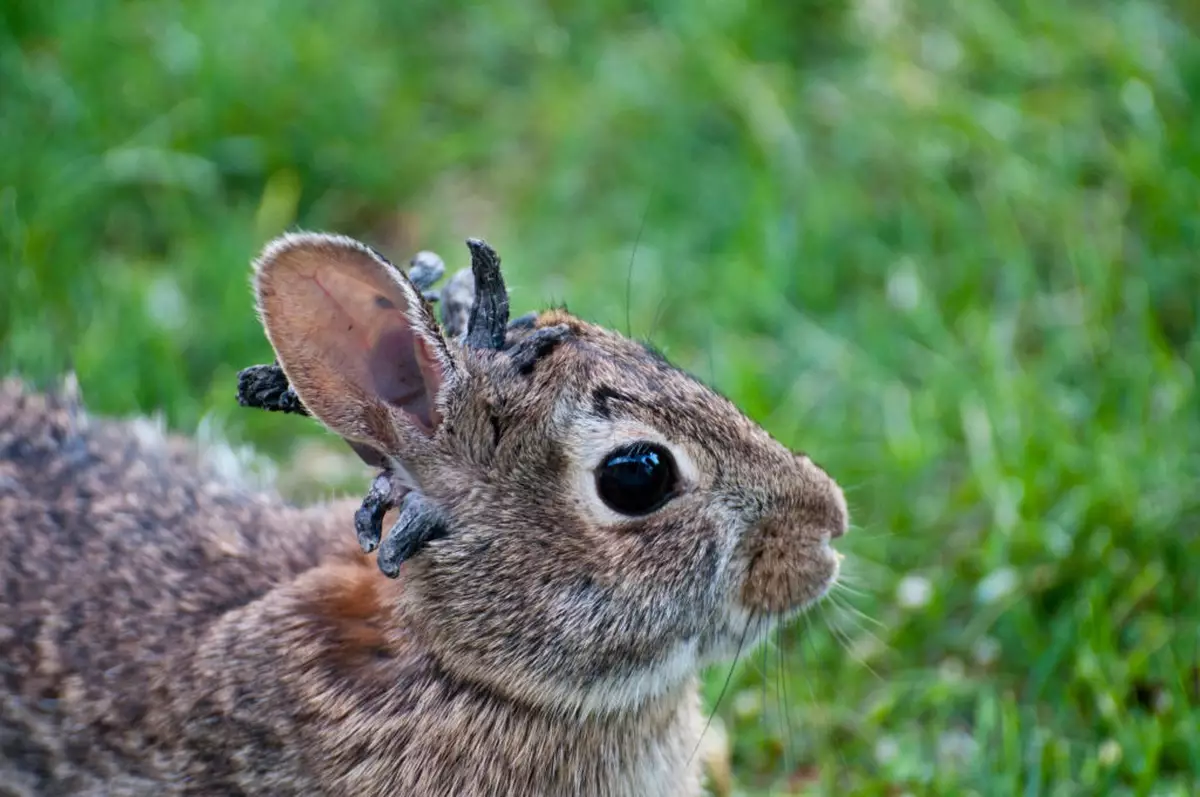 Officials issue warning to anyone who encounters ‘zombie rabbits’ after ...