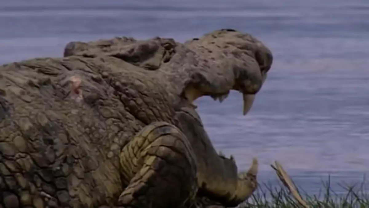 Huge Crocodile Rumored To Have Eaten 300 People Escapes Capture In huge-crocodile-rumored-to-have-eaten-300-people-escapes-capture-in