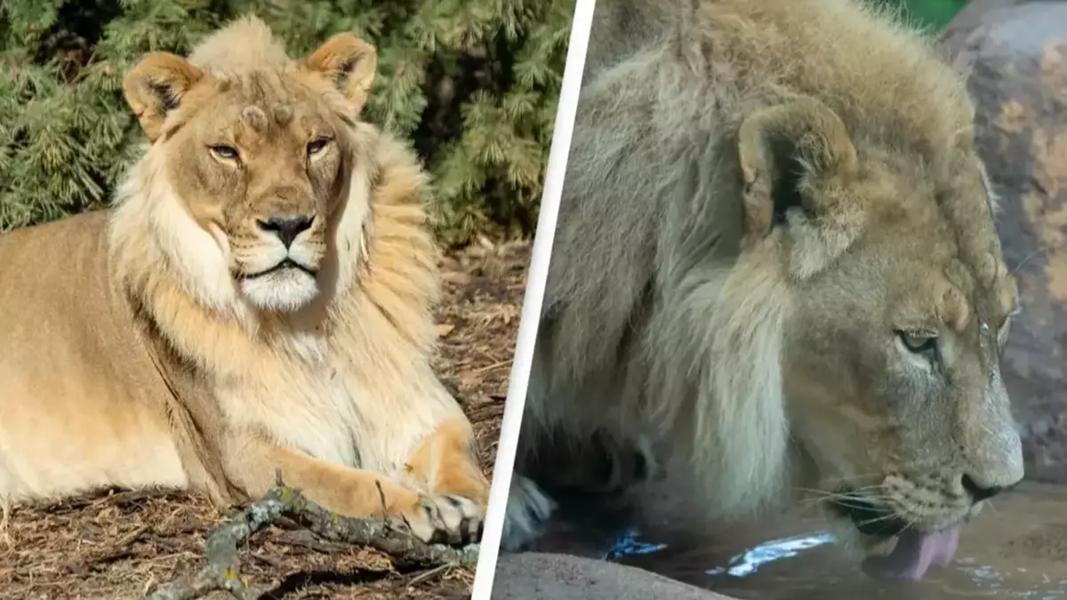 Woman lion who grew a mane aged 18 remaining researchers baffled