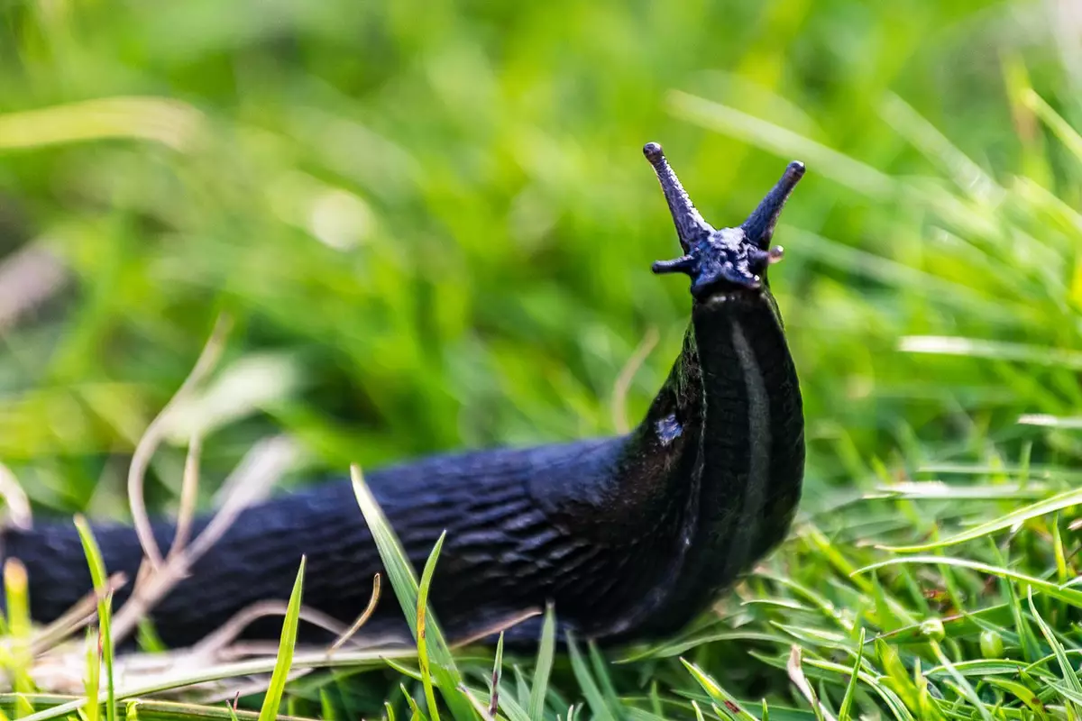 Slug Friends Horrifying simulation shows what happened to teenager after he was ...