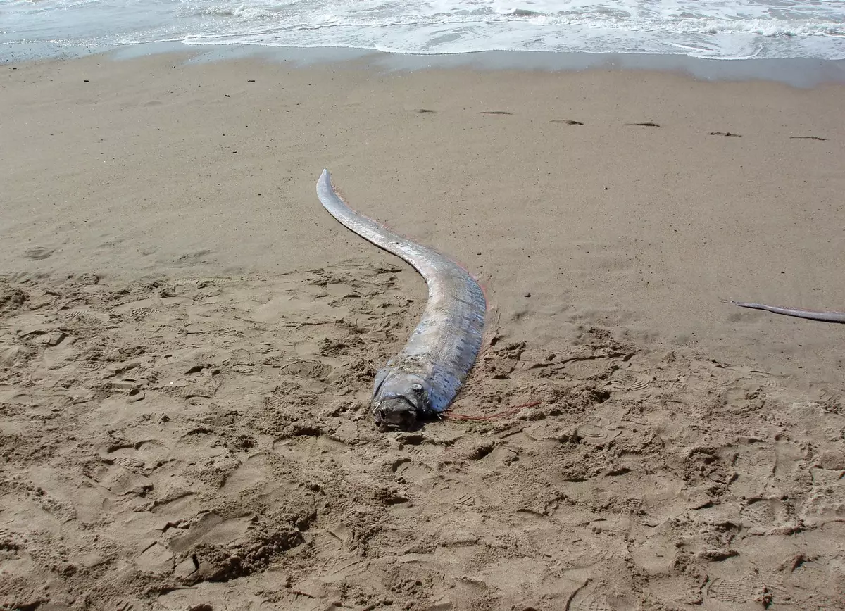 Fishermen catch terrifying 'doomsday fish' in rare sighting of deep-sea ...
