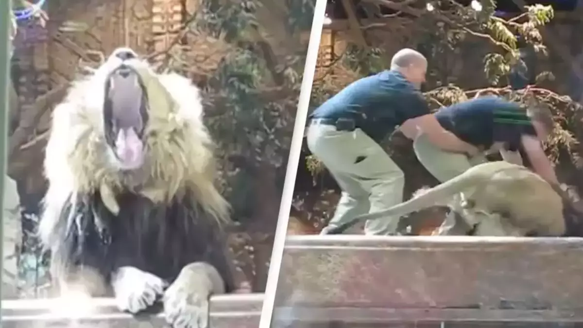 Unbelievable moment zookeeper is attacked by a lion but saved by a lioness