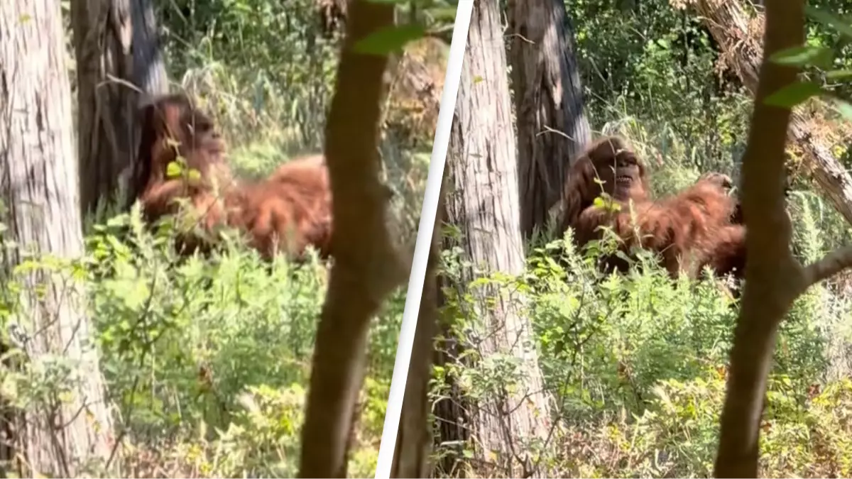 Clearest capture of Bigfoot ever' surfaces online and people are freaking out