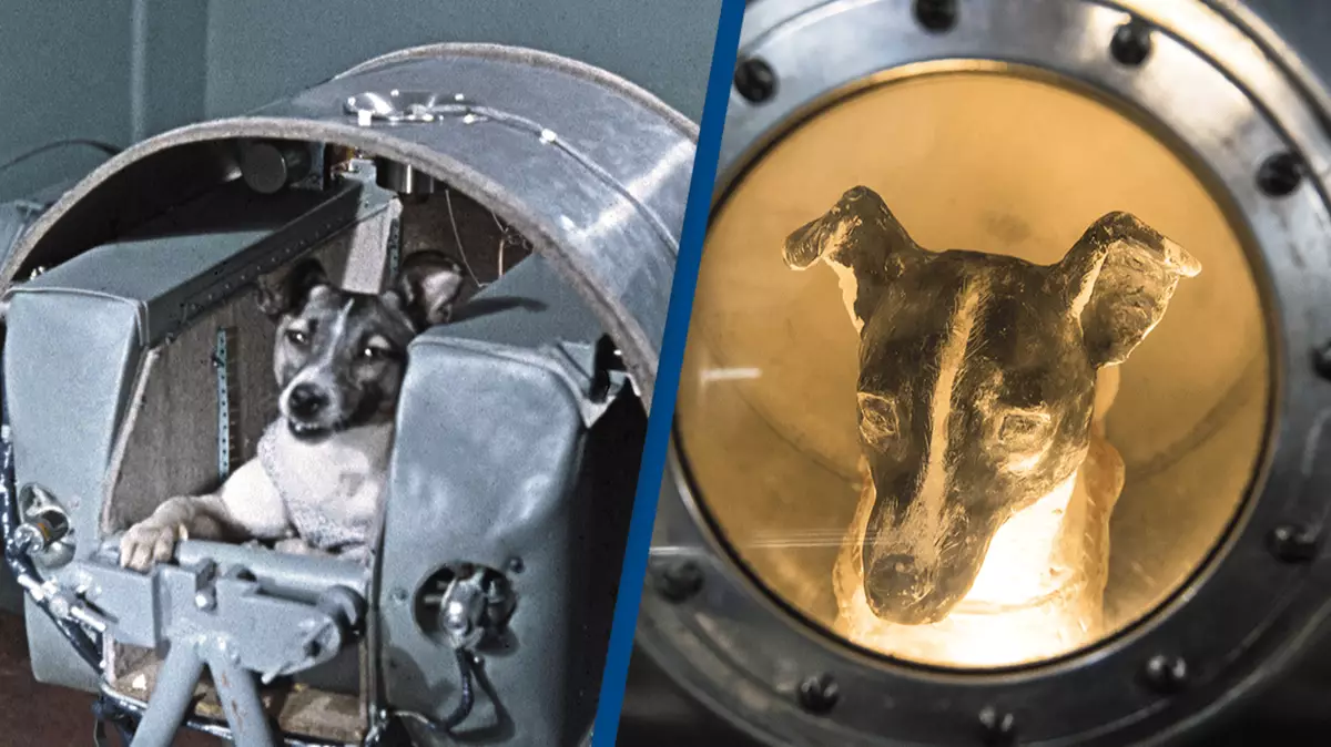Tragic final moments on Earth of first space dog Laika 'knowing she'd ...