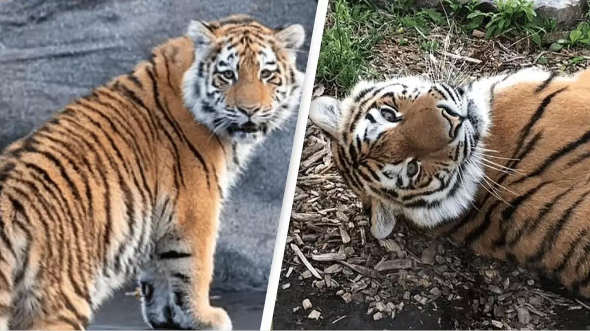 Tiger Deth Extremely endangered Amur tiger dies in 'freak accident' at a Colorado ...