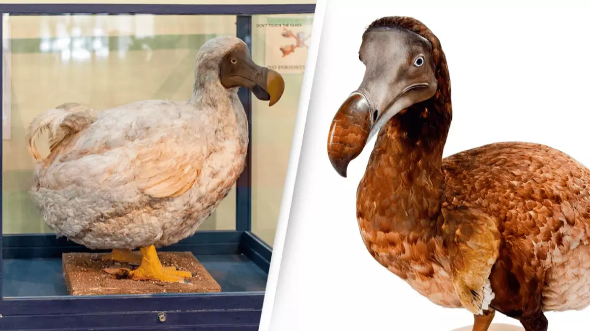 Dodo Proof The Dodo Could Be Brought Back To Life After Major DNA Breakthrough