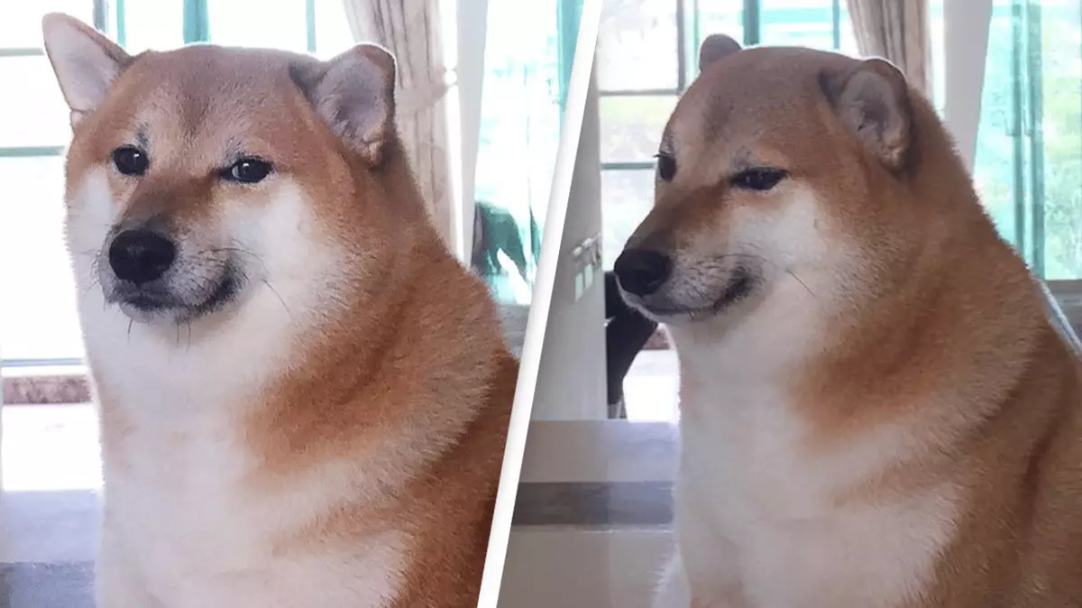Balltze, the Shiba Inu dog behind the Cheems 'Doge' meme, dies after ...