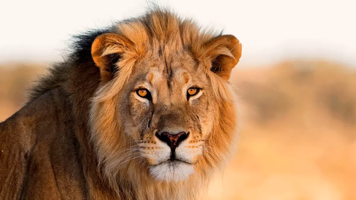 What TikTok’s viral ‘lion’ meme really means and what it says about ...