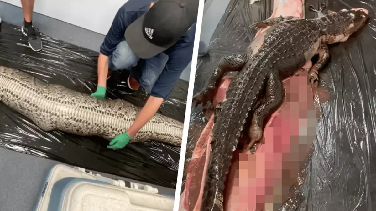 Researchers are shocked after finding alligator swallowed whole by 18ft ...