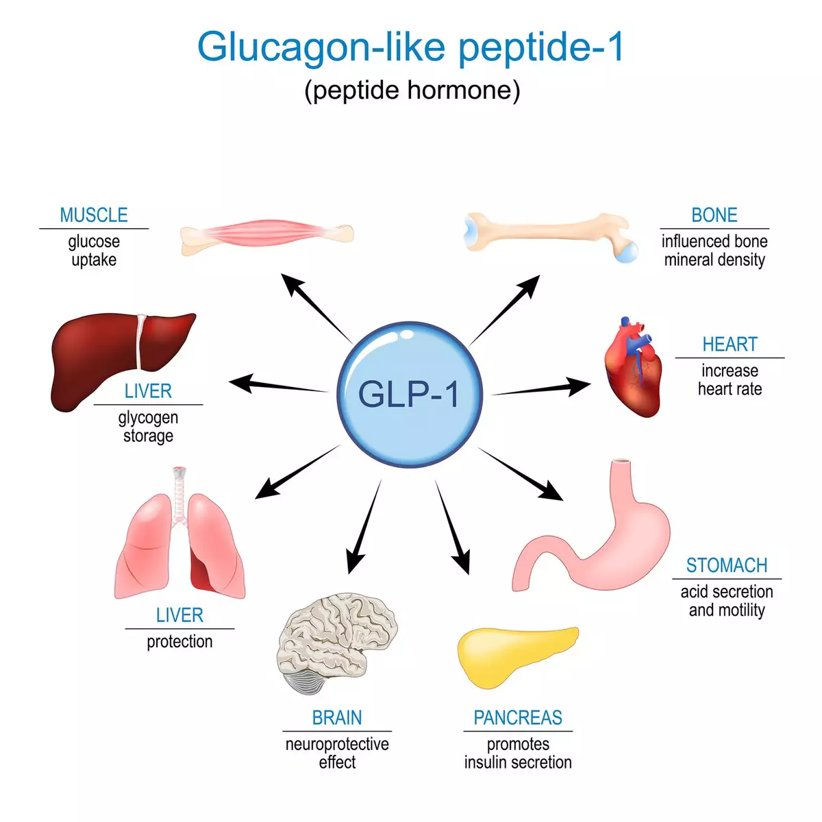 Glp Strength 'GLP-3s' explained as clinical trials show they are more effective than ...
