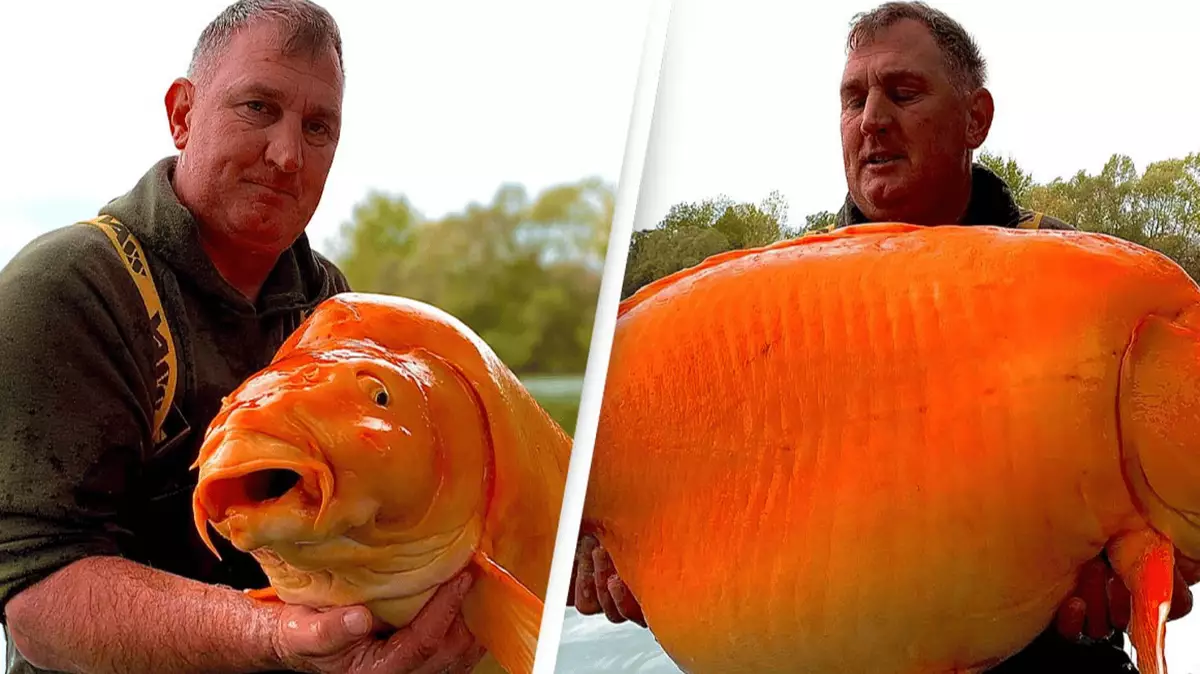 Man catches giant goldfish as heavy as a 10-year-old proving how big ...